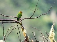 Hoffmann-Sittich auf kahlem Baum
